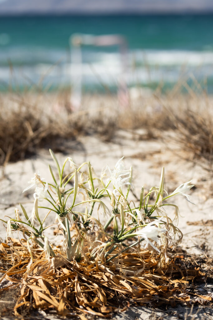 svatba v Řecku na Kosu